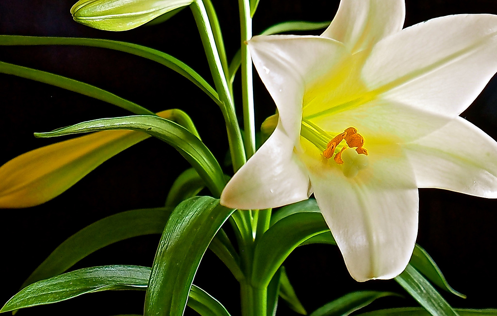 Store bought flowers, because it's snowing out there!