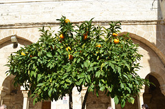 Bethlehem, Orange Tree in the Courtyard of the Church of St. Catherine