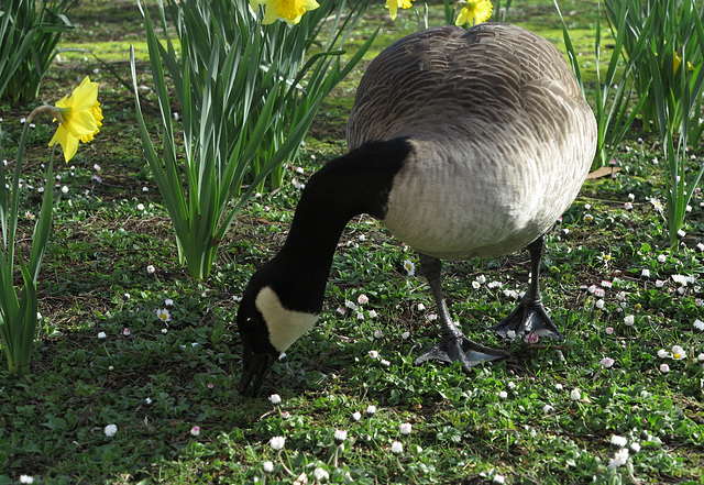 Gans und Gänseblümchen