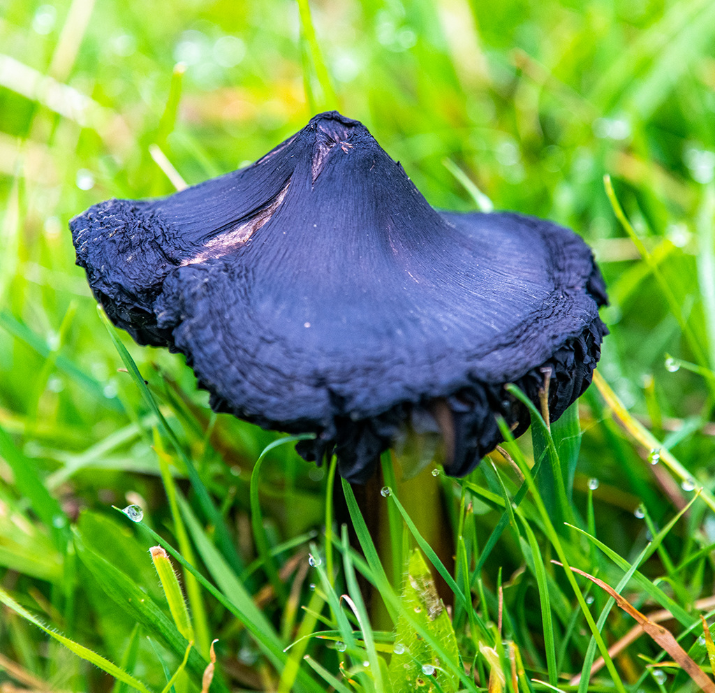 Fungi