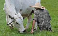 granjero cubano