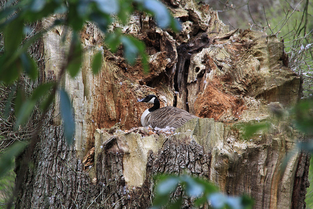 Goose nest