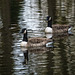 Canada geese