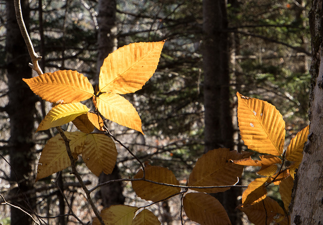 Leaflight