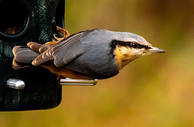 Nuthatch