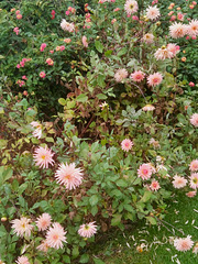 The last dahlias of the year