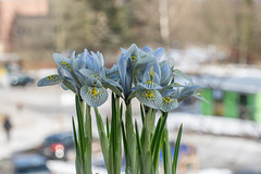 048-365, Iris "Katharine Hodgkin"