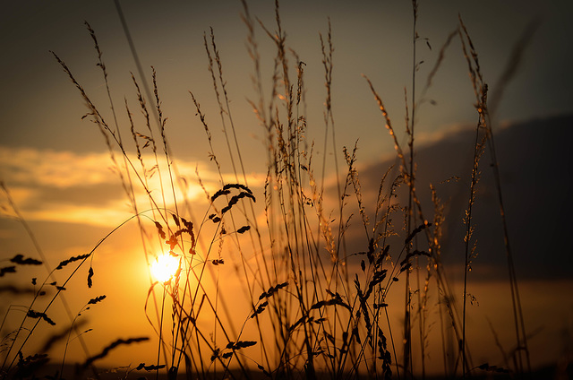 Goldener Sommer