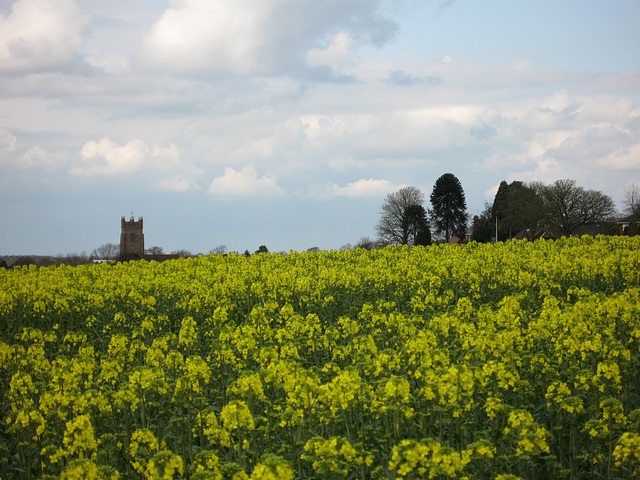 The Church of All Saints Claverley peeps above the rape seed
