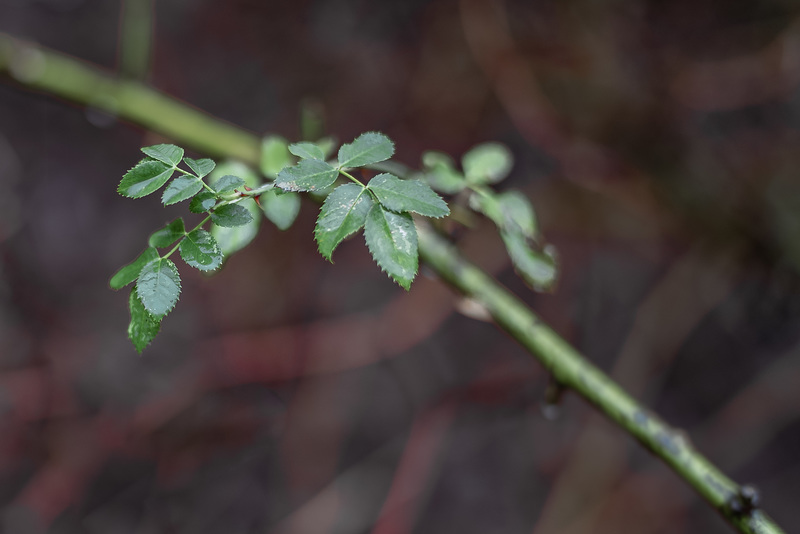 Rose hip (21.12.2018)