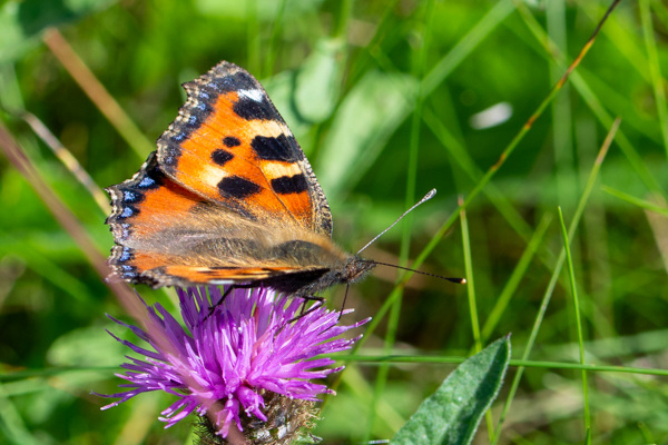 Small Tortoiseshell-DSD2460