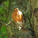 Robin with food