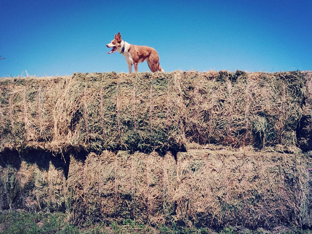 The Queen of Hay