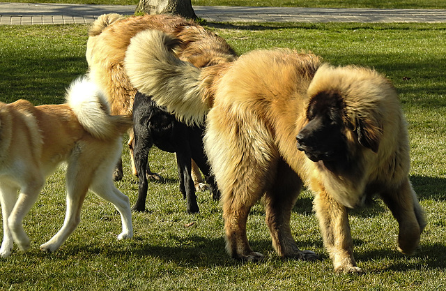 20220312 0355CPw [D~MI] Leonberger, Hundewiese, Hiller