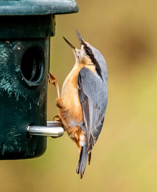 Nuthatch