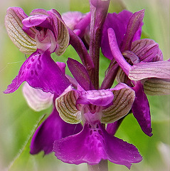 l'Orchis bouffon,  (Anacamptis morio)