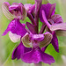 l'Orchis bouffon,  (Anacamptis morio)