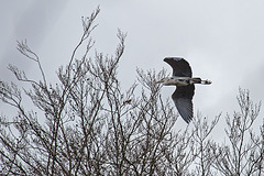 20160303 0138VRAw [D~BI] Graureiher (Ardea cinerea), Tierpark Olderdissen, Bielefeld