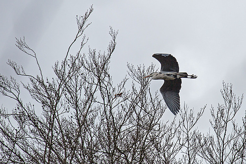 20160303 0138VRAw [D~BI] Graureiher (Ardea cinerea), Tierpark Olderdissen, Bielefeld