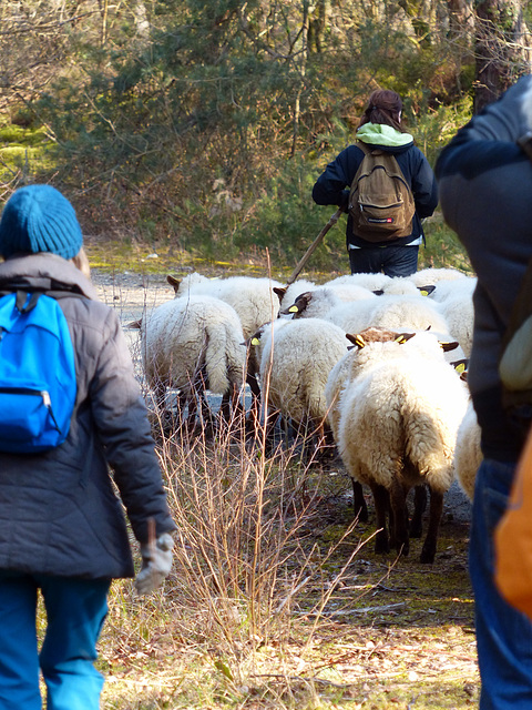 Transhumance du 15 mars 2016