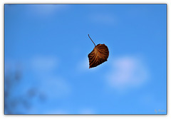 I be leaf I can fly  (◕‿-)