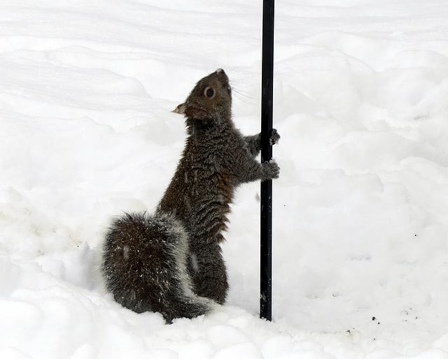 How do I get to the bird feeder?