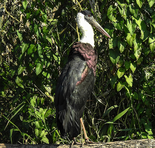 20190911 6182CPw [D~OH] Wollhalsstorch, Timmendorfer Strand