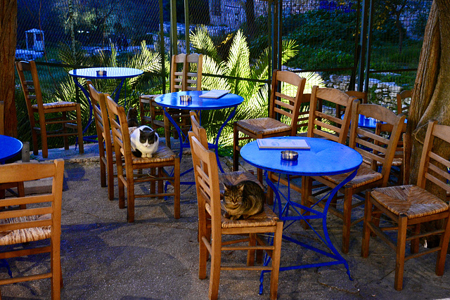 Athens 2020 – Cat customers