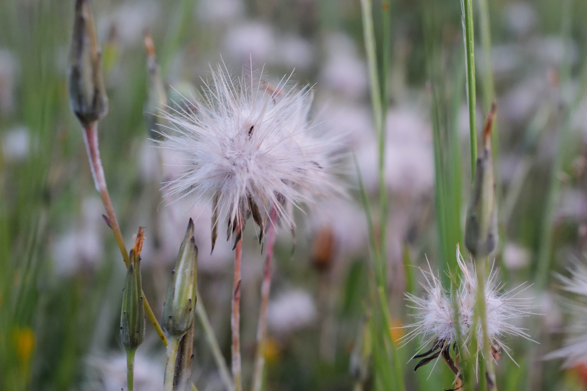 Tragopogon, Asterales