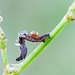 Von einer Larve parasitierte Raupe