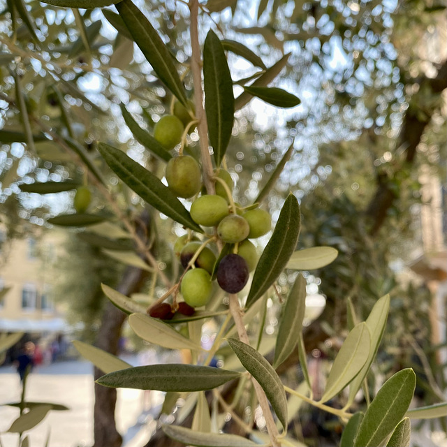 Lazise 2021 – Olives