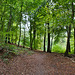 Im Wald am Sodinger Volkspark (Herne) / 3.10.2020