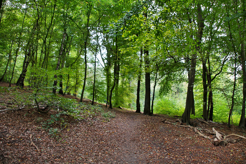 Im Wald am Sodinger Volkspark (Herne) / 3.10.2020