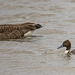 Canada goose and a pin tail