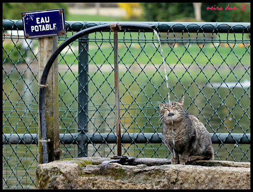 neira-Dan - un chat qui sait lire- HFF