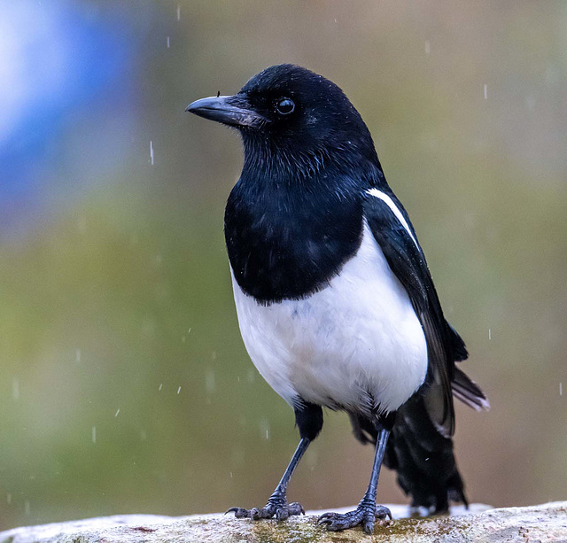 Magpie