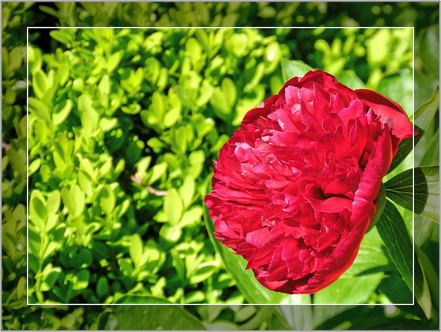 Peony 15