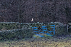 Barn Owl