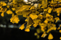 Autumn morning light