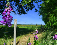 Digitalis area