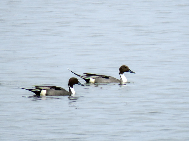 Pintails