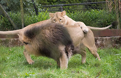 Lioness takes the lead..