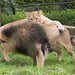 Lioness takes the lead..