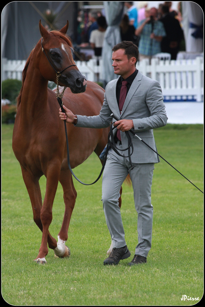 Séance de dressage