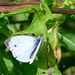 Small White-DSD0487