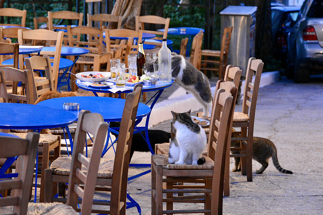 Athens 2020 – Cat customers