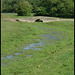 diddy bridge in the meadow