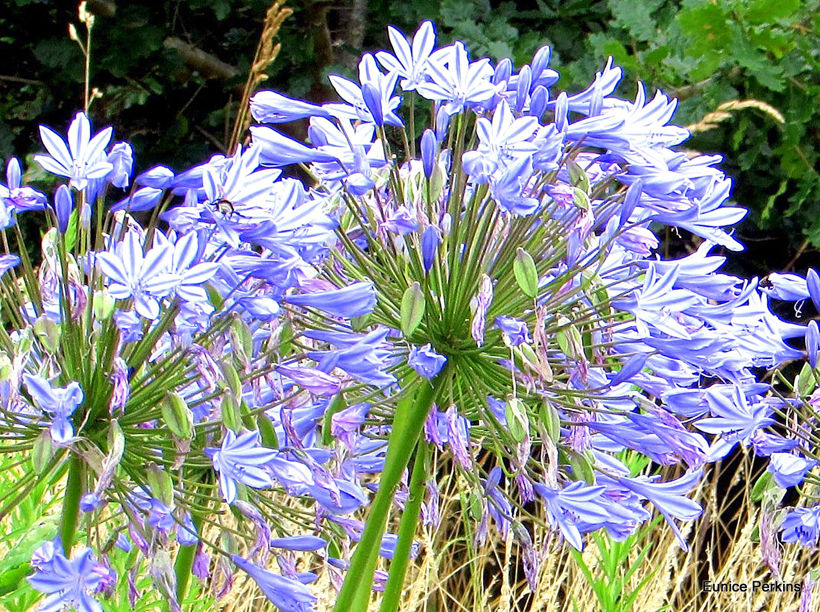 Agapanthus