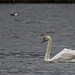 Mute swan