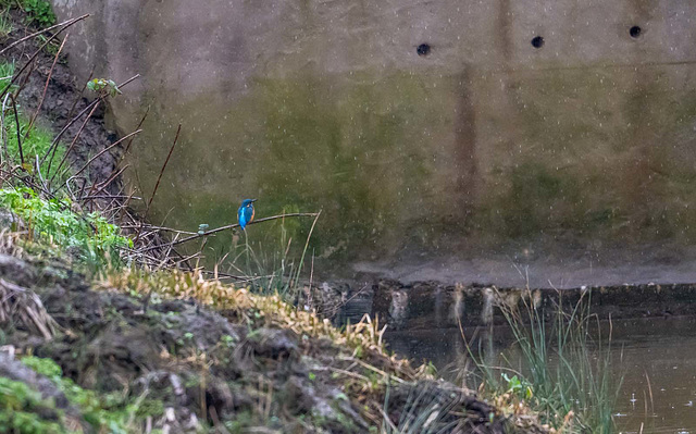 Kingfisher'